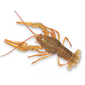 Rivierkreeft levend - doos 5 kg
